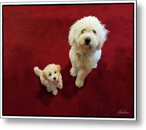 Cute Metal Print featuring the photograph Big Dog, Little Dog by Diana Haronis