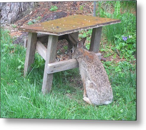 Brown Bunny Metal Print featuring the photograph Big Eyed Rabbit Eating Birdseed by Betty Pieper