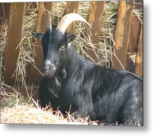 Animal Metal Print featuring the photograph Billy by Paul Slebodnick