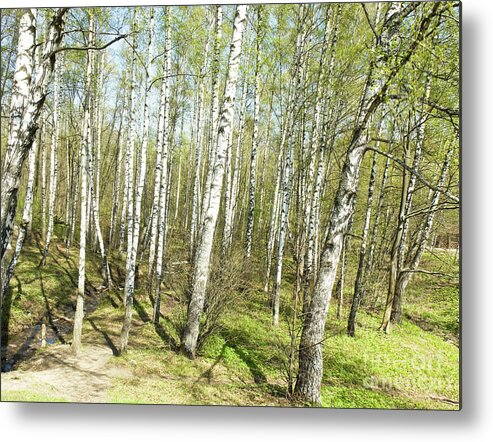 Landscape Metal Print featuring the photograph Birch forest in spring by Irina Afonskaya