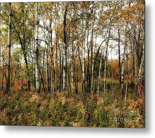 Birch Metal Print featuring the photograph Birch Trees in Autumn by Jimmy Ostgard