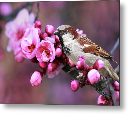 Sparrow Metal Print featuring the photograph Bird and Blossoms by Vanessa Thomas