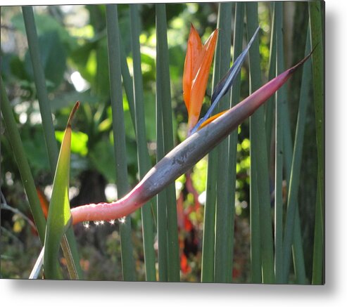 Flower Metal Print featuring the photograph Bird of Paradise Dripping by David Bader