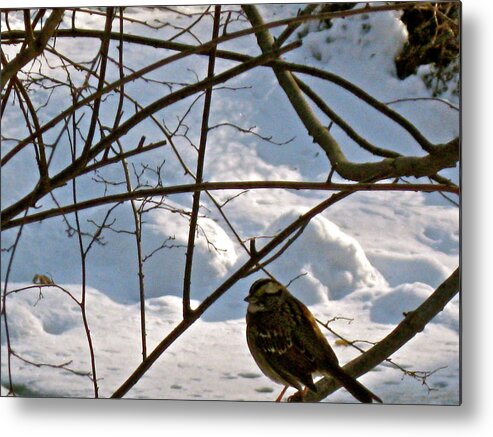 Landscape With Bird Metal Print featuring the photograph Bird on a branch by Felix Zapata