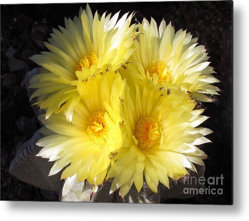 Bishops Cap Metal Print featuring the photograph Bishops Cap Bouquet by Kelly Holm