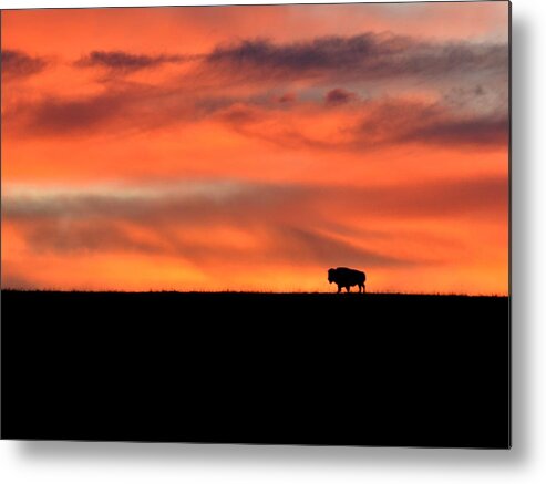  Metal Print featuring the photograph Bison in the Morning Light by Keith Stokes