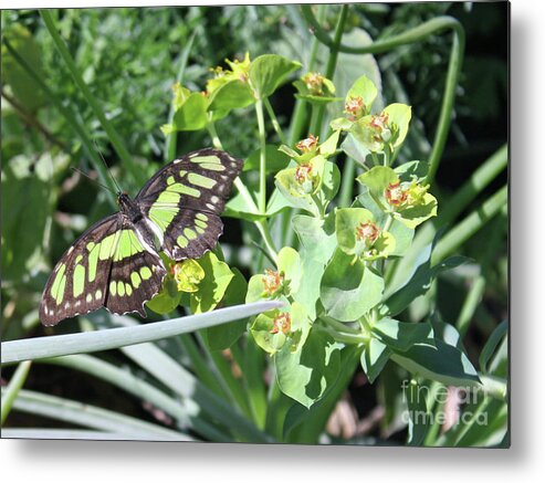 Butterfly Metal Print featuring the photograph Black and Green Butterfly by Kelly Holm