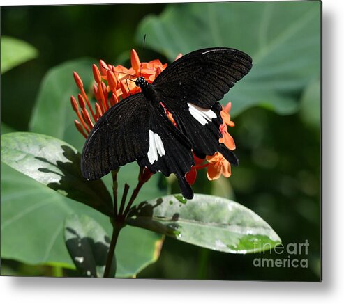 Butterfly Metal Print featuring the photograph Black and Orange by Mafalda Cento