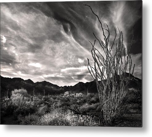 Arizona Metal Print featuring the photograph Black and White Ocotillo and clouds by Dave Dilli