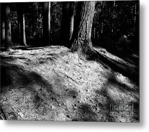 Nichols Arboretum Metal Print featuring the photograph Black And White Pine Needles by Phil Perkins