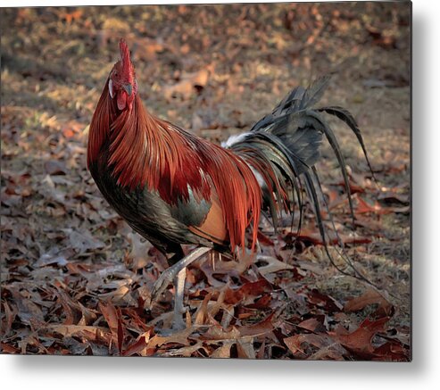 Chicken Metal Print featuring the photograph Black Breasted Red Phoenix Rooster by Michael Dougherty