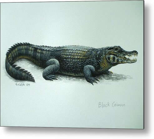 Black Caiman Metal Print featuring the painting Black Caiman by Christopher Cox