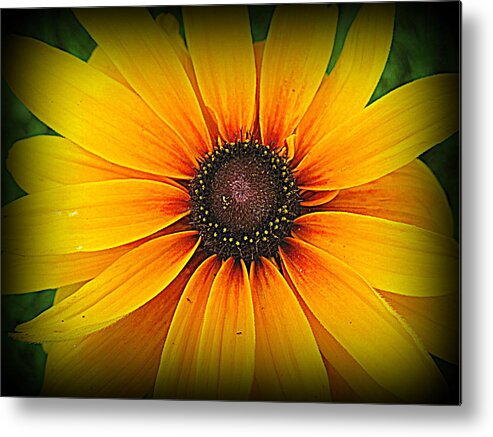 Black Eyed Susan Metal Print featuring the photograph 'Black Eyed Susan' by Suzanne DeGeorge