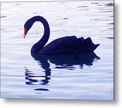 Larry Metal Print featuring the photograph Black Swan by Larry Oskin