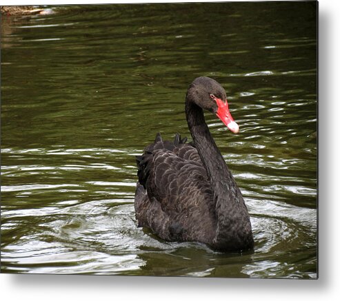 Swan Metal Print featuring the photograph Black Swan by Laurel Powell