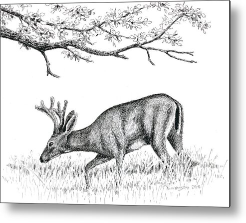 Black Tail Deer Metal Print featuring the drawing Black Tail In Velvet by Timothy Livingston