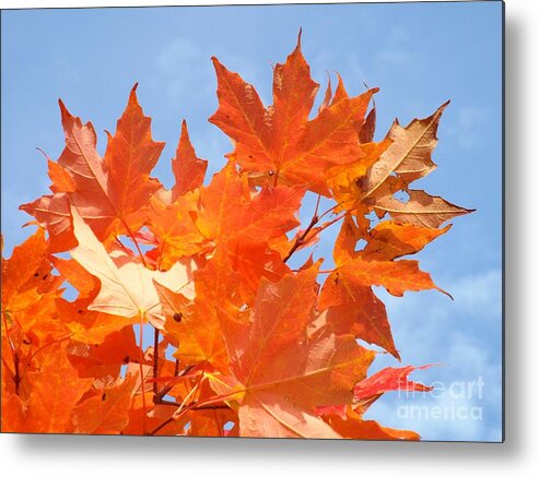 Fall Metal Print featuring the photograph Blazing Maple by Barbara Von Pagel