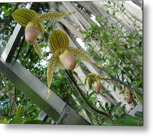 Blonde Orchid Buds Metal Print featuring the photograph Blonde Insect Orchid Buds by Susan Nash