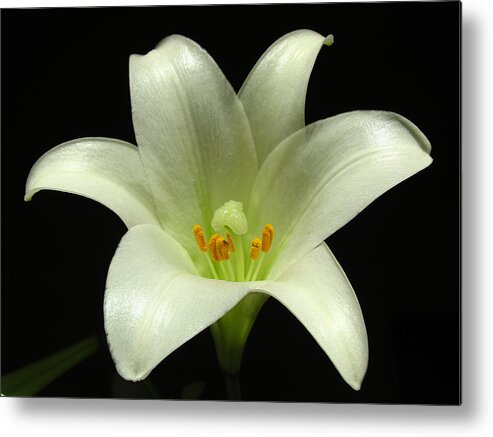 Lily Metal Print featuring the photograph Blooming Flower Photography by Juergen Roth