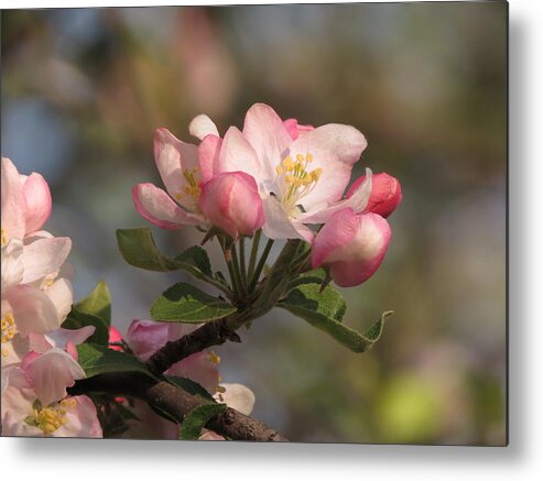  Metal Print featuring the photograph Blooming by Kimberly Mackowski