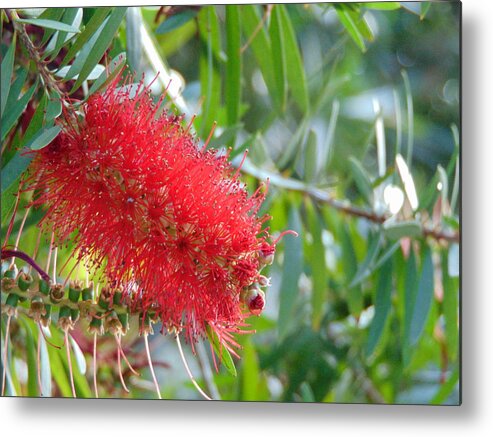 Landscape Metal Print featuring the photograph Blooms - Gulf State Park by Richie Parks