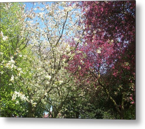 Blossom Metal Print featuring the photograph Blossom Trio by Judith Desrosiers