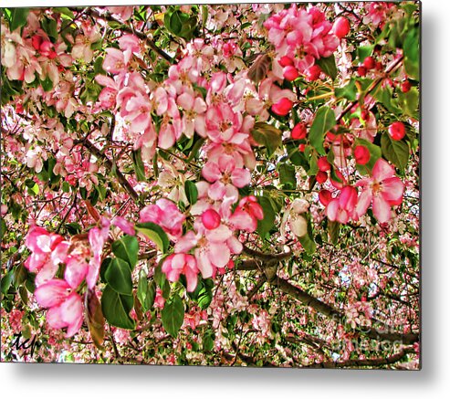 Pink Metal Print featuring the photograph Blossoms by Traci Cottingham