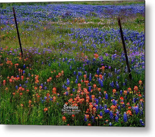 Texas Metal Print featuring the photograph Bluebonnets #0487 by Barbara Tristan