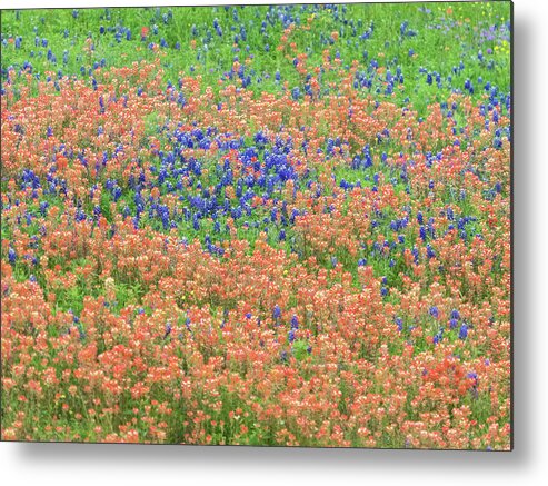 Texas Metal Print featuring the photograph Blue bonnets and Indian paintbrush-Texas wildflowers by Usha Peddamatham