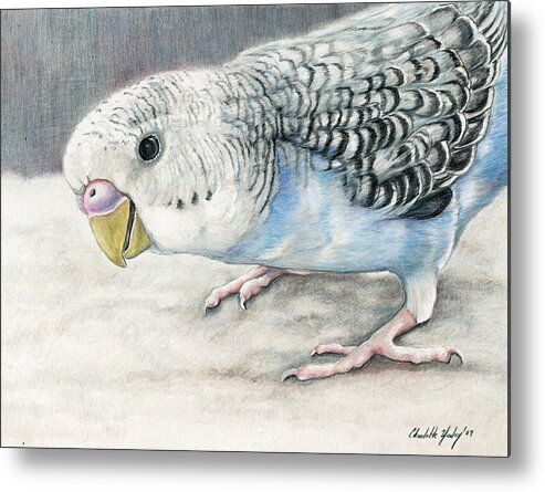 Bird Metal Print featuring the painting Blue Budgie by Charlotte Yealey