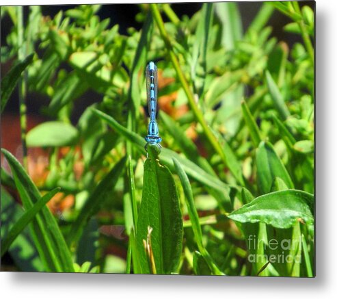 Dragonfly Metal Print featuring the photograph Blue Fairy by Julie Pacheco-Toye
