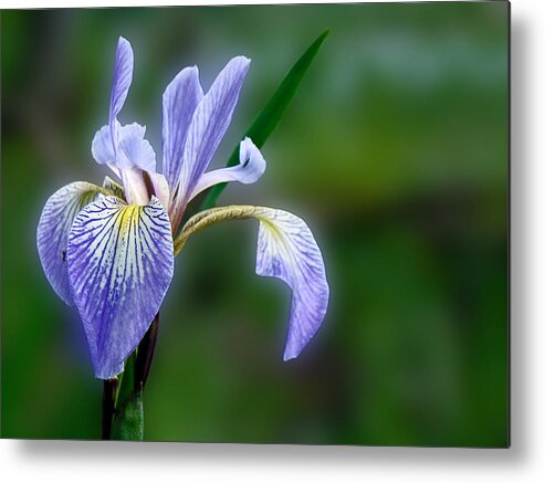 Iris Metal Print featuring the photograph Blue Flag Wildflower - Iris versicolor by Carol Senske