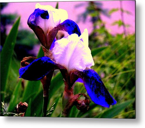 Akeview Metal Print featuring the photograph Blue flowers by Aron Chervin