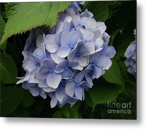 Hydrangea Metal Print featuring the photograph Blue Hydrangea Blooms by Kim Tran
