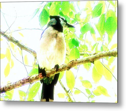 Bluejay Metal Print featuring the photograph Blue Jay III by Clarice Lakota