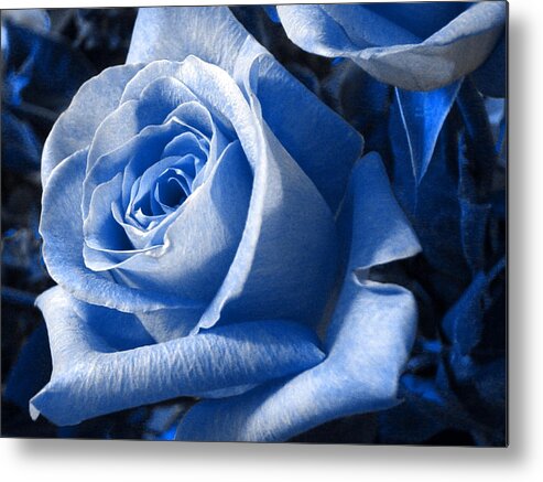 Blue Metal Print featuring the photograph Blue Rose by Shelley Jones