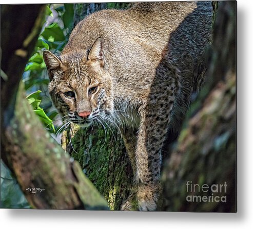 Nature Metal Print featuring the photograph Bobcat On The Prowl by DB Hayes