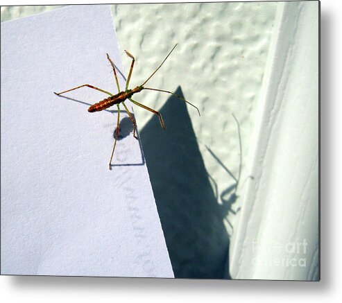 Bug Metal Print featuring the photograph Body Double by Joy Tudor