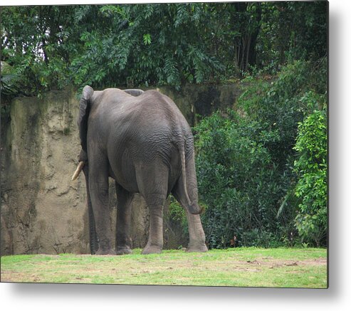 Elephant Metal Print featuring the photograph Body Language II by Creative Solutions RipdNTorn