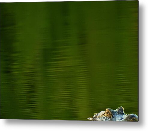 Alligator Metal Print featuring the photograph Boo by Jan Gelders