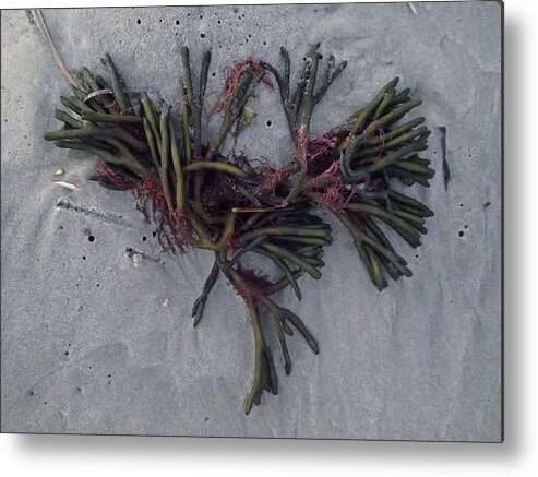 Seaweed Metal Print featuring the photograph Bouquet by Robert Nickologianis