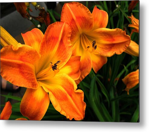 Orange Metal Print featuring the photograph Brilliant by Carol Sweetwood