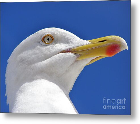 Bird Metal Print featuring the photograph British Herring Gull by Terri Waters