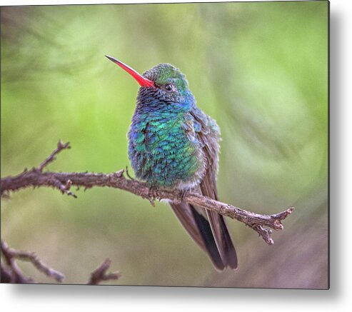 Broad Metal Print featuring the photograph Broad-billed Hummingbird 3652 by Tam Ryan