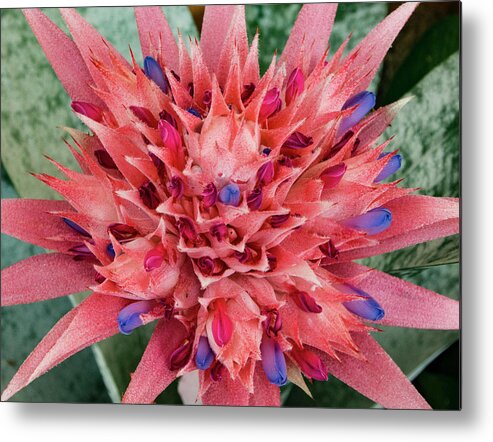 Jean Noren Metal Print featuring the photograph Bromeliad by Jean Noren