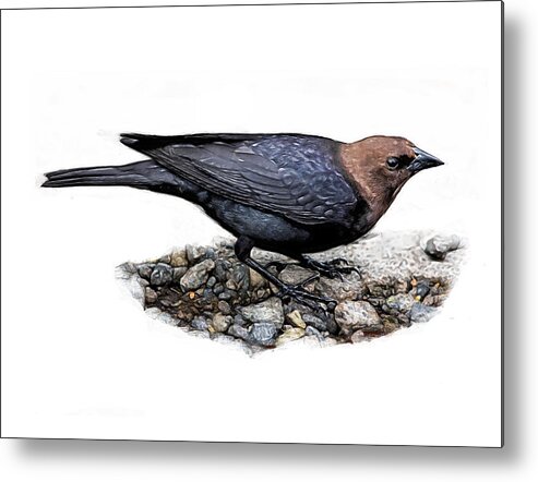 Bird Metal Print featuring the digital art Brown Headed Cowbird by Yuichi Tanabe