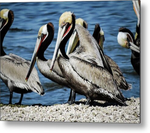 Brown Pelicans Metal Print featuring the photograph Brown Pelicans preening by Gaelyn Olmsted