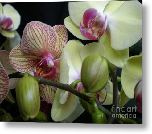 Orchids Metal Print featuring the photograph Budding Orchids by Nona Kumah