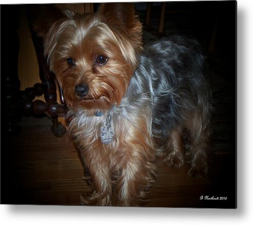 Pet Metal Print featuring the photograph Buddy by Betty Northcutt