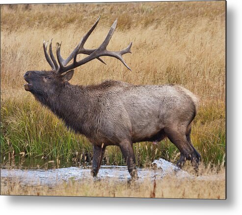 Elk Metal Print featuring the photograph Bull Elk in Yellowstone by Wesley Aston